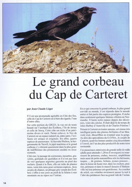 Vikland grand corbeau du Cap de C. J-Claude 001